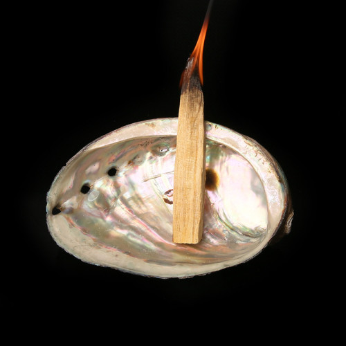 珍珠鮑魚殼(大) 11-12cm 未拋光 可用於燃燒 鼠尾草/聖木/香粉/塔香 地水火風 塔羅牌