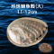 珍珠鮑魚殼(大) 11-12cm 未拋光 可用於燃燒 鼠尾草/聖木/香粉/塔香 地水火風 塔羅牌