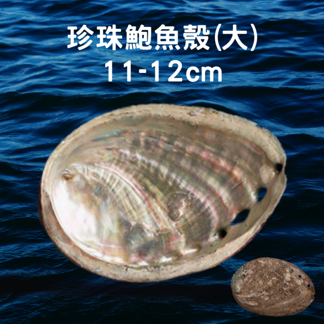 珍珠鮑魚殼(大) 11-12cm 未拋光 可用於燃燒 鼠尾草/聖木/香粉/塔香 地水火風 塔羅牌