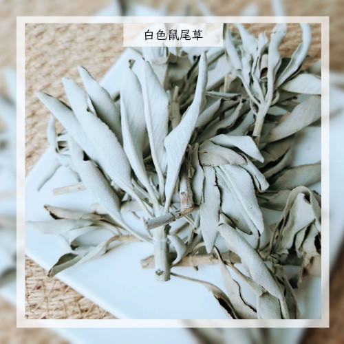 (買5送1) 白色鼠尾草 50g 原枝葉 美國進口 空間淨化/水晶淨化/氣場淨化薰香，神聖空間、魔法儀式專用
